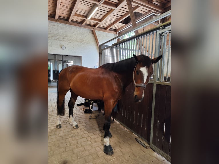 Holstein Gelding 13 years 16,1 hh Brown in Bad Gandersheim