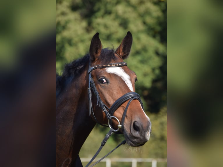 Holstein Gelding 13 years 16,1 hh Brown in Bad Gandersheim