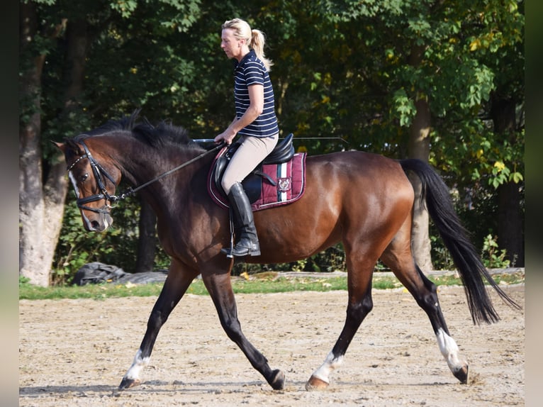 Holstein Gelding 13 years 16,1 hh Brown in Bad Gandersheim