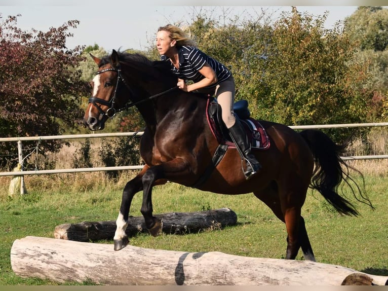 Holstein Gelding 13 years 16,1 hh Brown in Bad Gandersheim