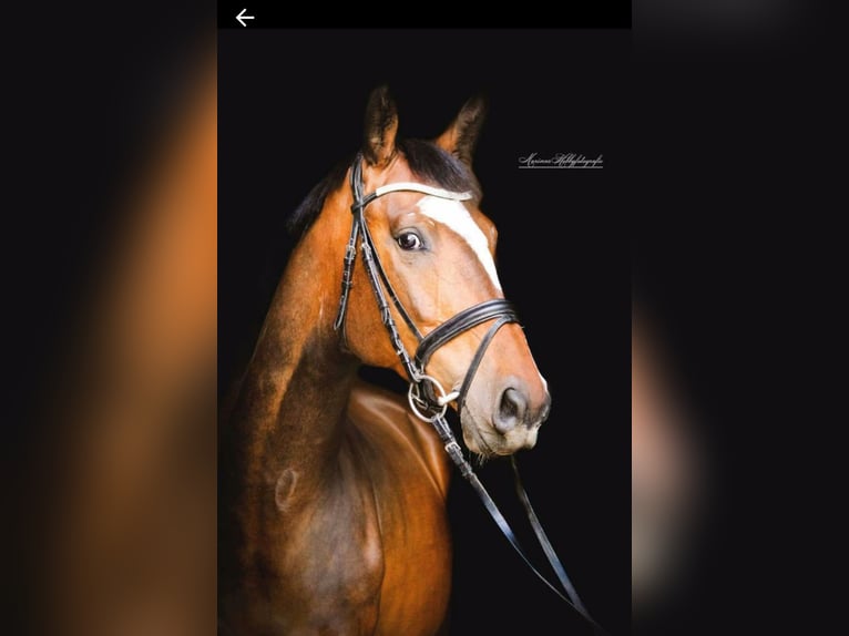 Holstein Gelding 13 years 16,1 hh Brown in Bad Gandersheim