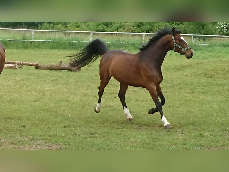 Holstein Gelding 13 years 16,1 hh Brown in Bad Gandersheim