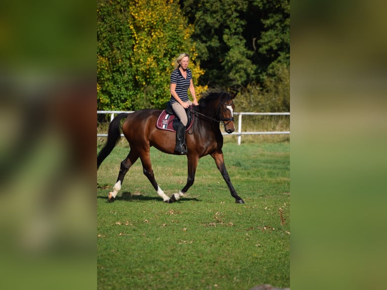 Holstein Gelding 13 years 16,1 hh Brown in Bad Gandersheim