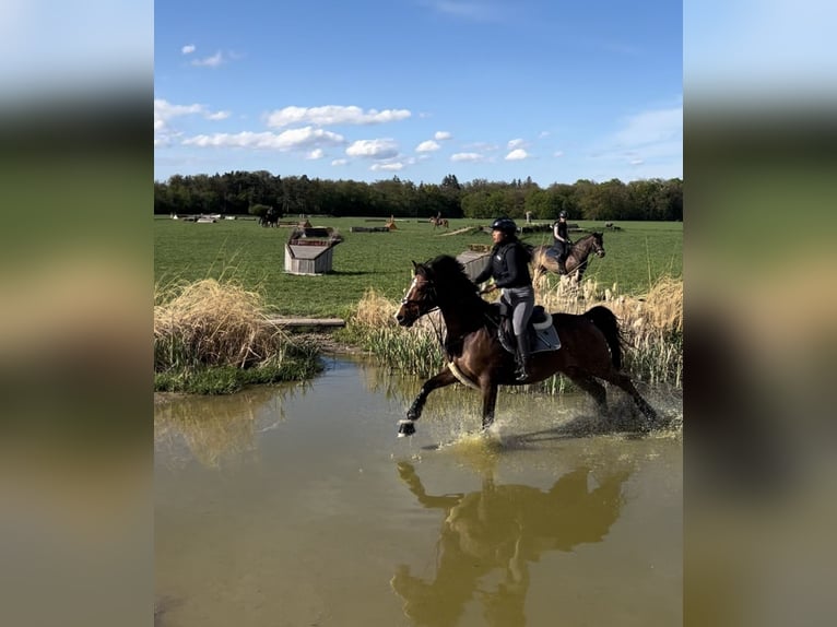 Holstein Gelding 13 years 16,1 hh Brown in Kloster Sch&#xE4;ftlarn