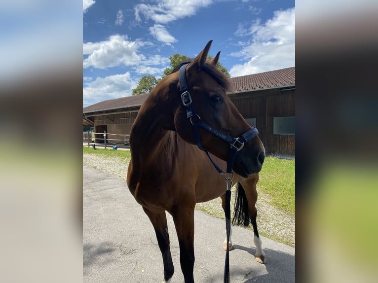 Holstein Gelding 13 years 16,1 hh Brown in Kloster Sch&#xE4;ftlarn