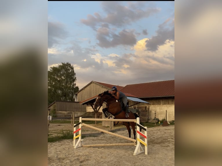 Holstein Gelding 13 years 16,1 hh Brown in Kloster Sch&#xE4;ftlarn