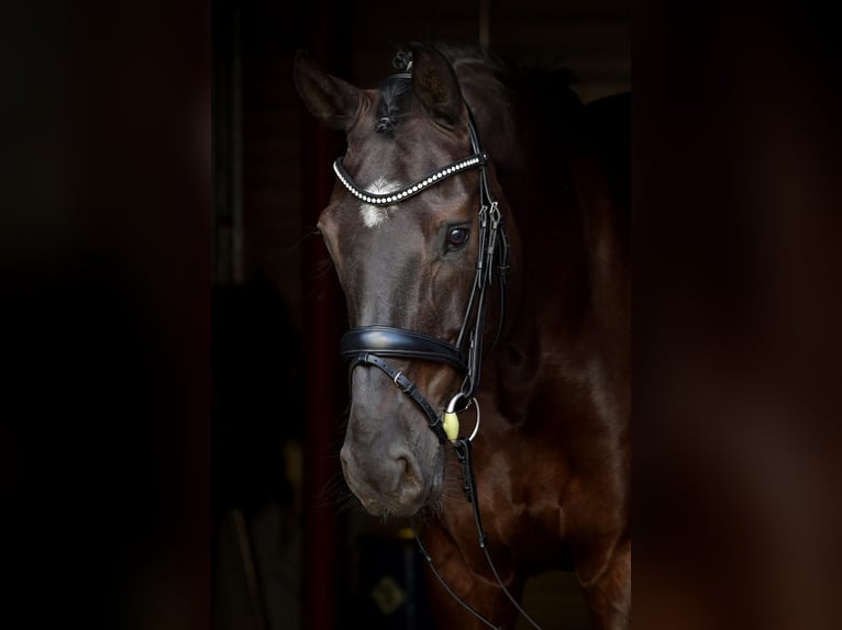 Holstein Gelding 13 years 16,1 hh Smoky-Black in Wiesbach