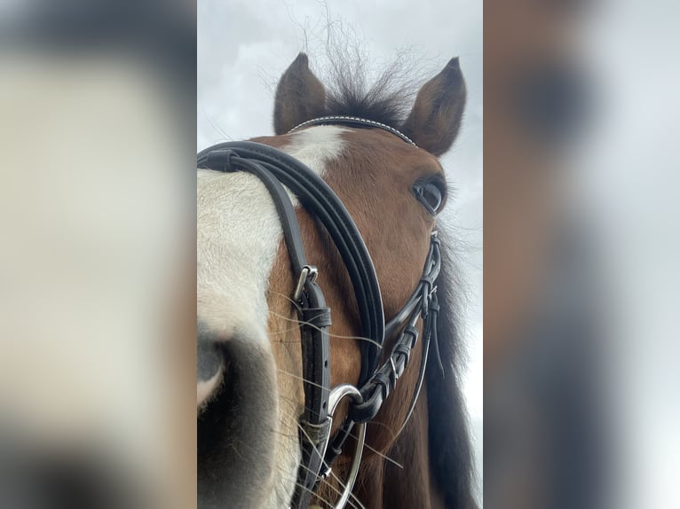 Holstein Gelding 13 years 16,2 hh Brown in Bensheim Holstein Gelding 13 years 16,2 hh Brown in Bensheim