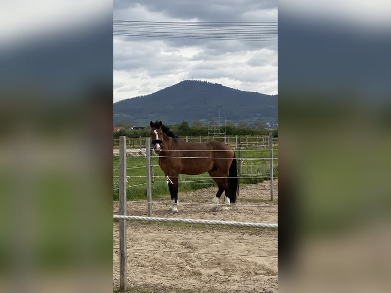 Holstein Gelding 13 years 16,2 hh Brown in Bensheim Holstein Gelding 13 years 16,2 hh Brown in Bensheim