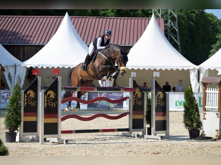 Holstein Gelding 13 years 16,3 hh Bay-Dark in Gerstetten