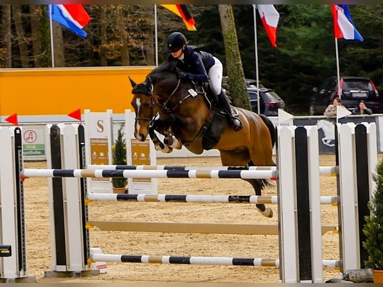 Holstein Gelding 13 years 16,3 hh Bay-Dark in Gerstetten