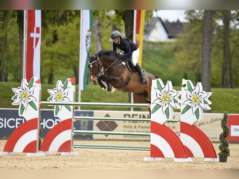 Holstein Gelding 13 years 16,3 hh Bay-Dark in Gerstetten