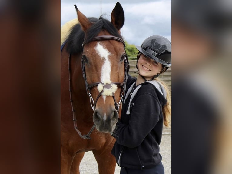 Holstein Gelding 13 years 16,3 hh Brown in Mettmenstetten