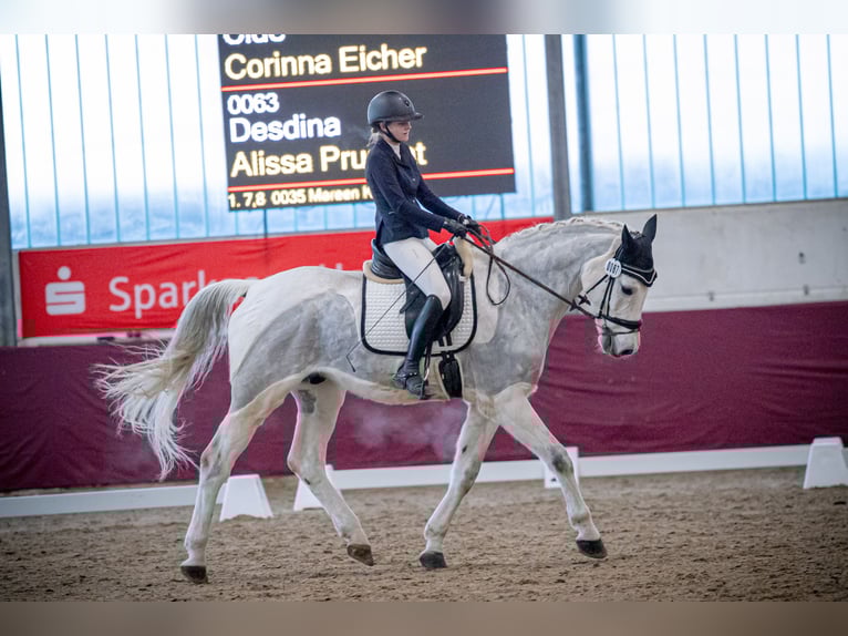 Holstein Gelding 13 years 16,3 hh Grey in Fußgönheim