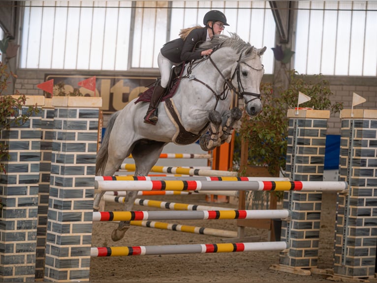 Holstein Gelding 13 years 16,3 hh Grey in Fußgönheim