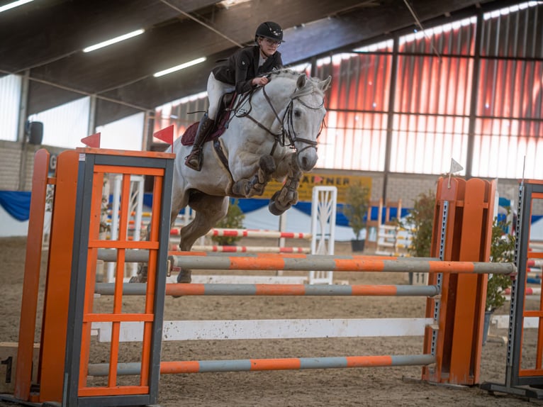 Holstein Gelding 13 years 16,3 hh Grey in Fußgönheim