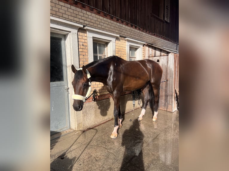 Holstein Gelding 13 years 17,1 hh Bay-Dark in Basel