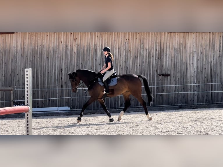 Holstein Gelding 13 years 17,1 hh Bay-Dark in Basel