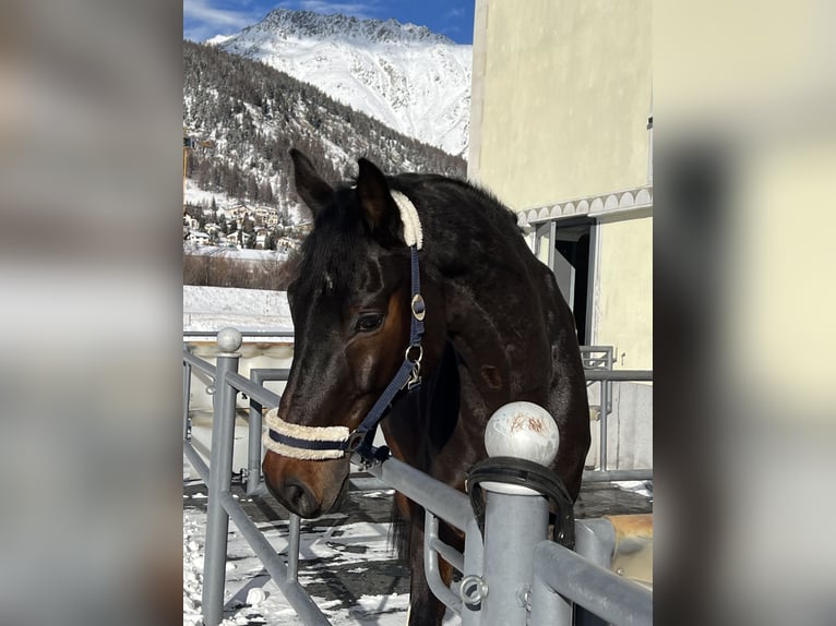 Holstein Gelding 13 years 17,1 hh Bay-Dark in Basel