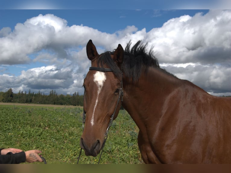 Holstein Gelding 13 years 17,1 hh Brown in Vierkirchen