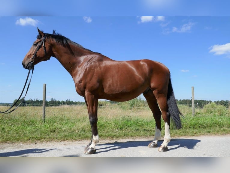 Holstein Gelding 13 years 17,1 hh Brown in Vierkirchen