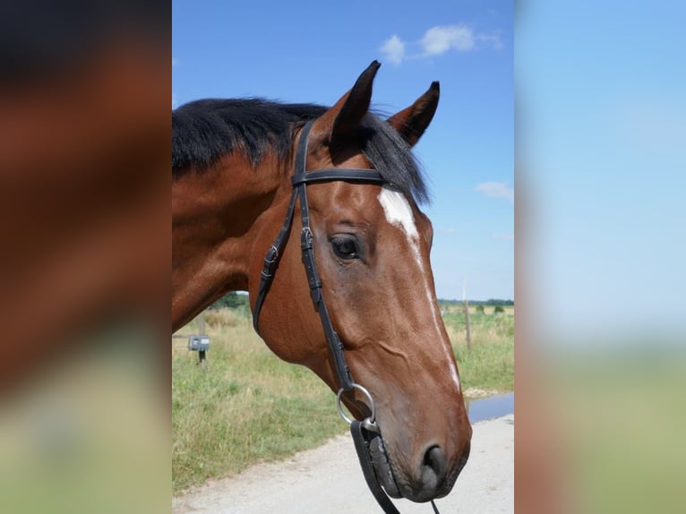 Holstein Gelding 13 years 17,1 hh Brown in Vierkirchen