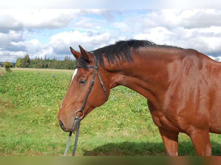 Holstein Gelding 13 years 17,1 hh Brown in Vierkirchen