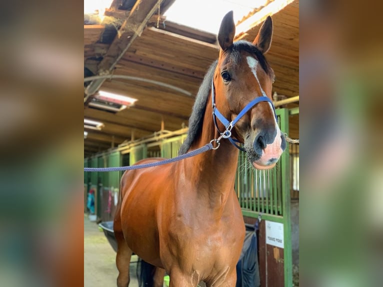 Holstein Gelding 13 years 17,2 hh Brown in Rudná u Prahy