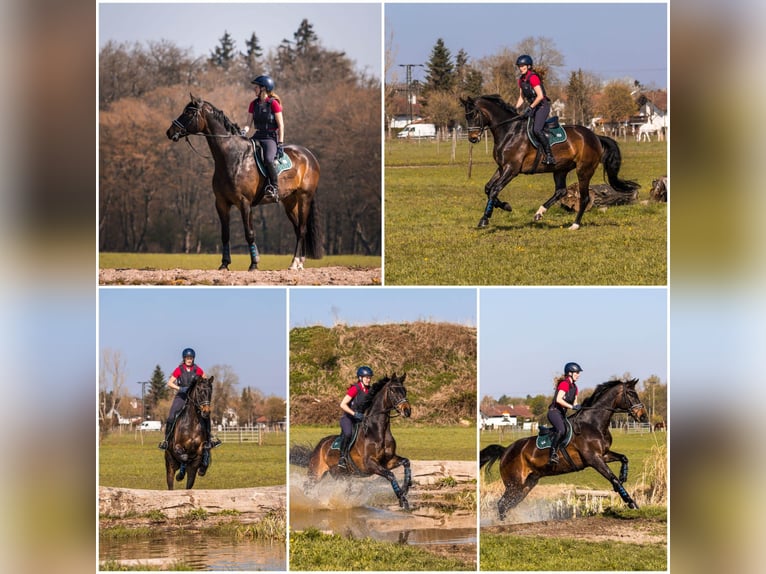 Holstein Gelding 13 years 17 hh Bay-Dark in Hebertshausen