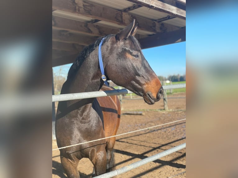 Holstein Gelding 13 years 17 hh Bay-Dark in Hebertshausen