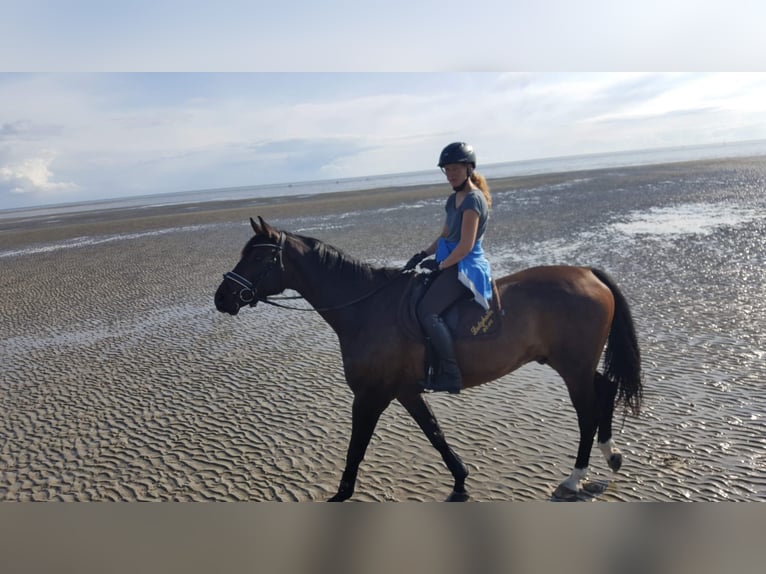 Holstein Gelding 13 years 17 hh Bay-Dark in Hebertshausen