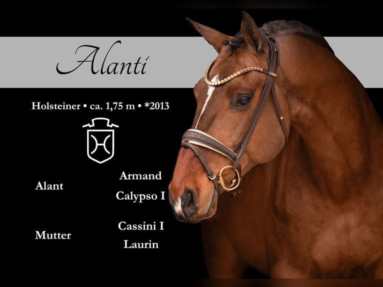 Holstein Gelding 13 years 17 hh Bay-Dark in Wehringen