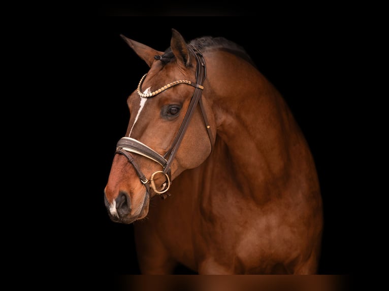 Holstein Gelding 13 years 17 hh Bay-Dark in Wehringen