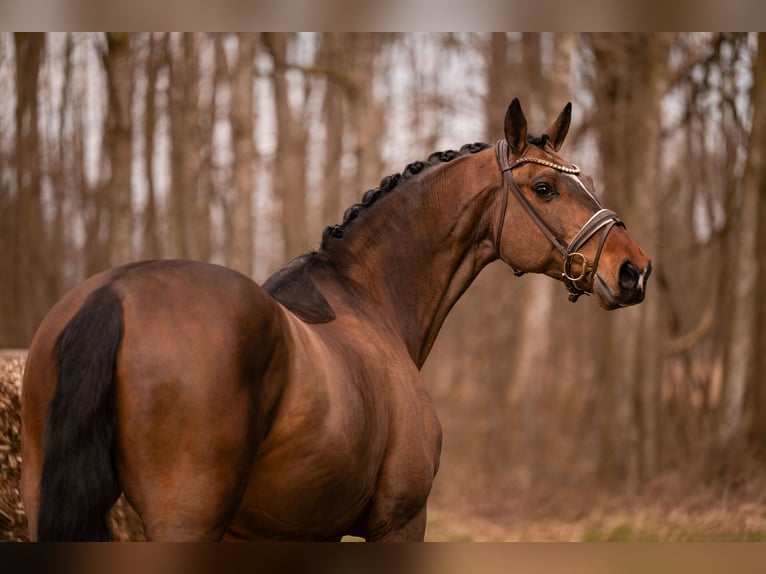 Holstein Gelding 13 years 17 hh Bay-Dark in Wehringen