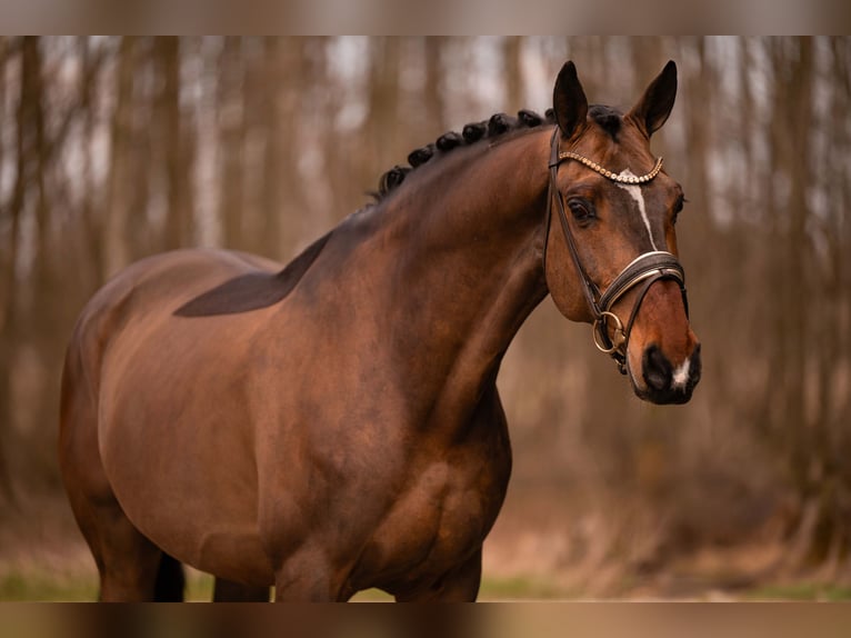 Holstein Gelding 13 years 17 hh Bay-Dark in Wehringen