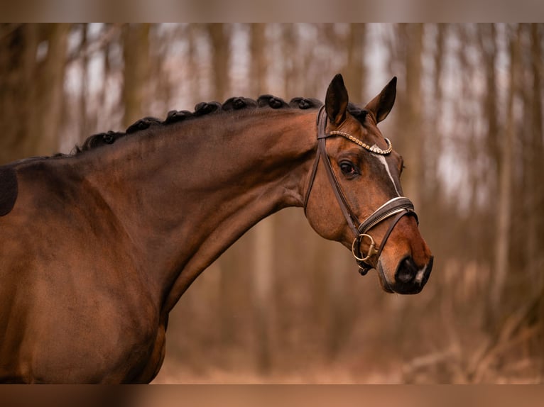 Holstein Gelding 13 years 17 hh Bay-Dark in Wehringen