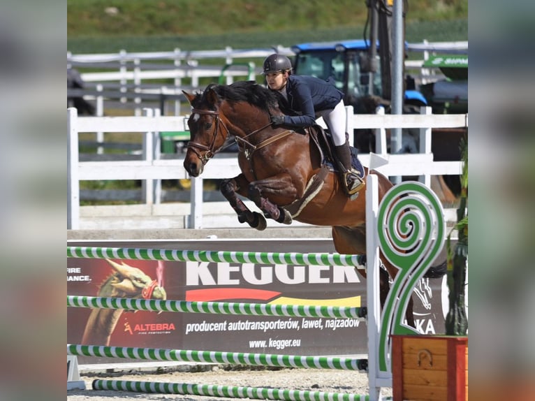 Holstein Gelding 13 years 17 hh Bay in Modrzewie