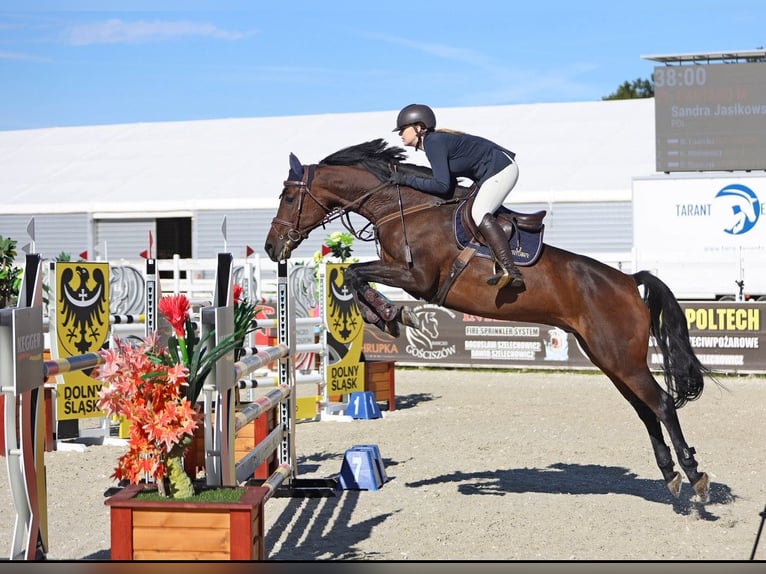 Holstein Gelding 13 years 17 hh Bay in Modrzewie