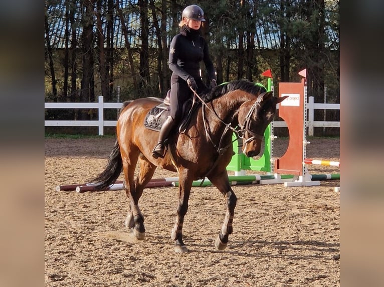 Holstein Gelding 13 years 17 hh Bay in Modrzewie