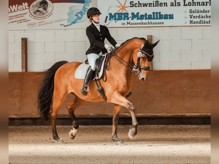 Holstein Gelding 13 years 17 hh Brown in Schwaigern