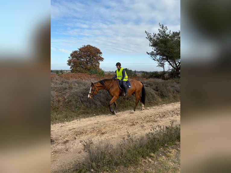 Holstein Gelding 13 years 17 hh Brown in Lierderholthuis