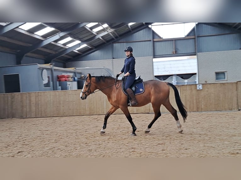 Holstein Gelding 13 years 17 hh Brown in Lierderholthuis