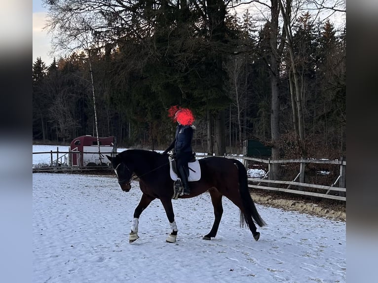 Holstein Gelding 13 years 17 hh Brown in Regensburg