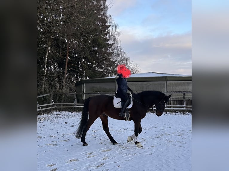 Holstein Gelding 13 years 17 hh Brown in Regensburg