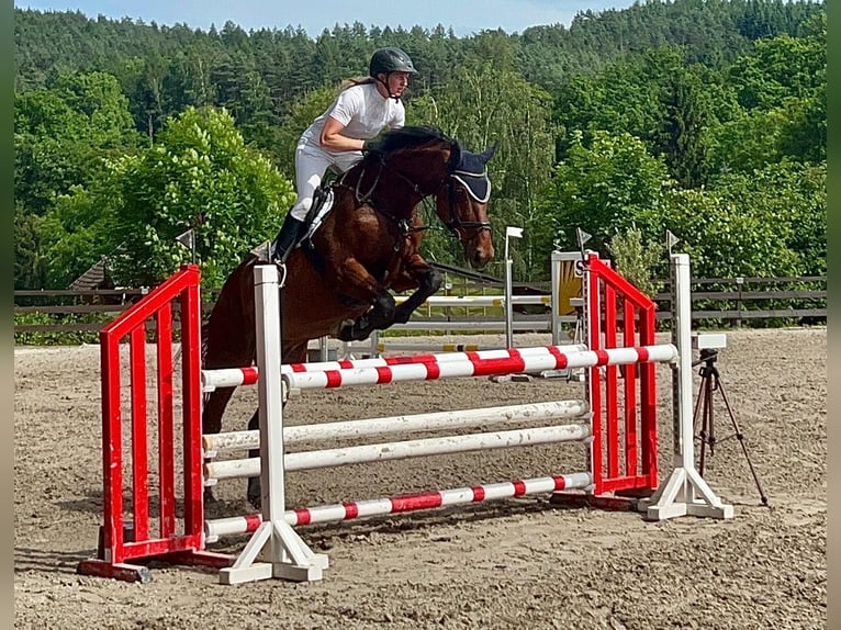 Holstein Gelding 13 years 17 hh Brown in Schenklengsfeld