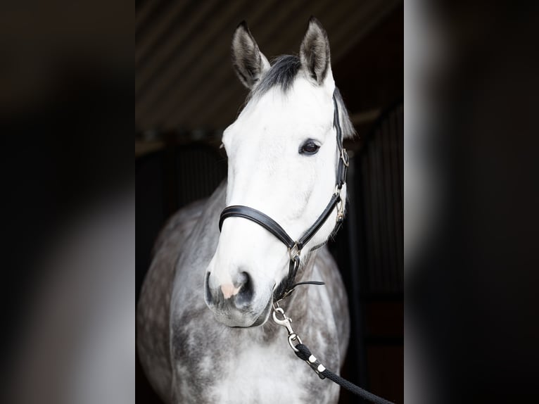 Holstein Gelding 13 years 17 hh Gray-Dapple in Hockenheim