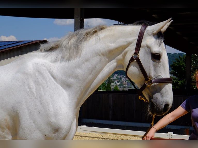 Holstein Gelding 13 years 17 hh Gray in Dietikon