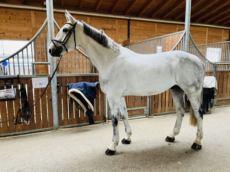 Holstein Gelding 13 years 17 hh Grey in Dietikon
