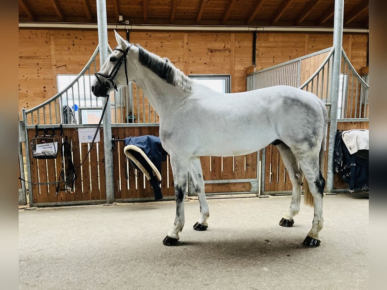 Holstein Gelding 13 years 17 hh Grey in Dietikon