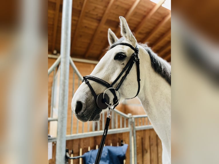 Holstein Gelding 13 years 17 hh Grey in Dietikon
